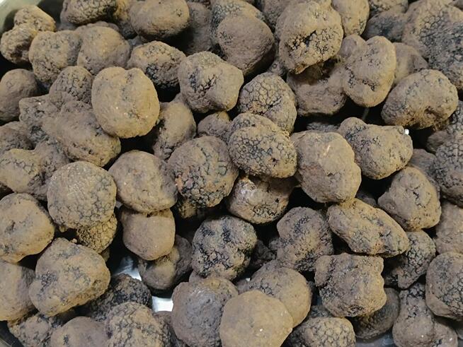 Włoska Trufla Czarna. Letnia odmiana. Okazja.
