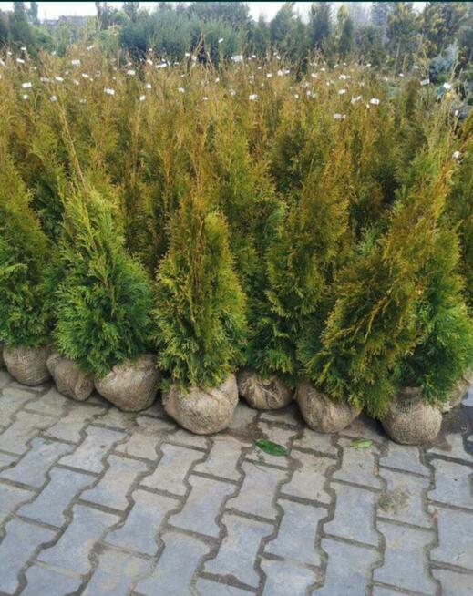 Tuja Szmaragd/ Thuja occidentalis Smaragd 100cm Balot