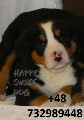 Duży Szwajcarski Pies Pasterski szczeniaki szczenięta
