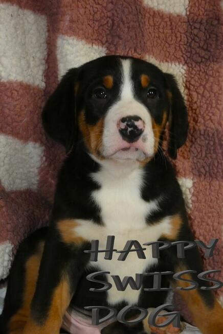 Duży Szwajcarski Pies Pasterski wspaniali rodzice szczenięta