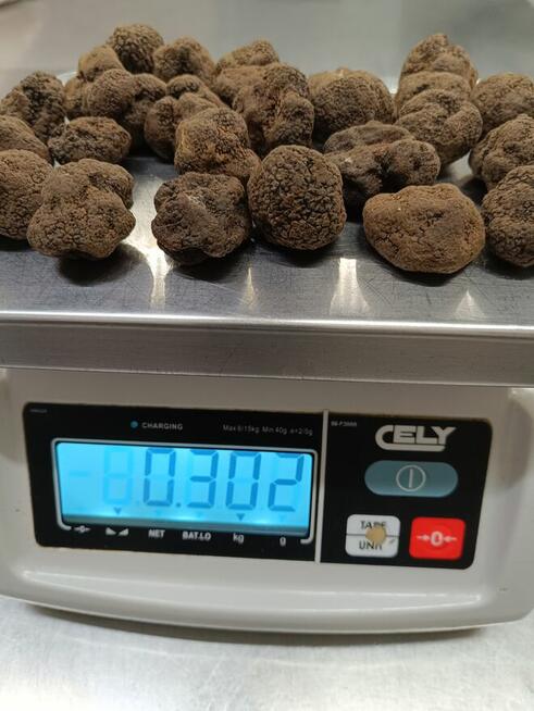 Włoska Trufla Czarna. Letnia odmiana. Okazja.