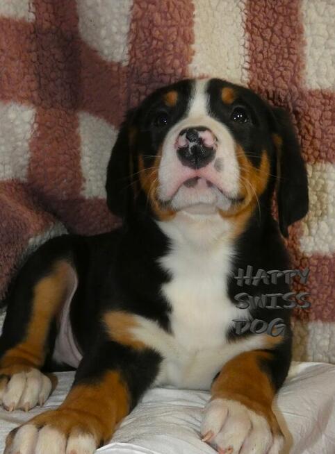 Duży Szwajcarski Pies Pasterski wspaniali rodzice szczenięta