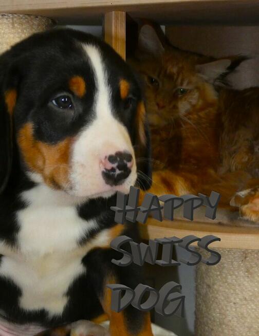 Duży Szwajcarski Pies Pasterski wspaniali rodzice szczenięta