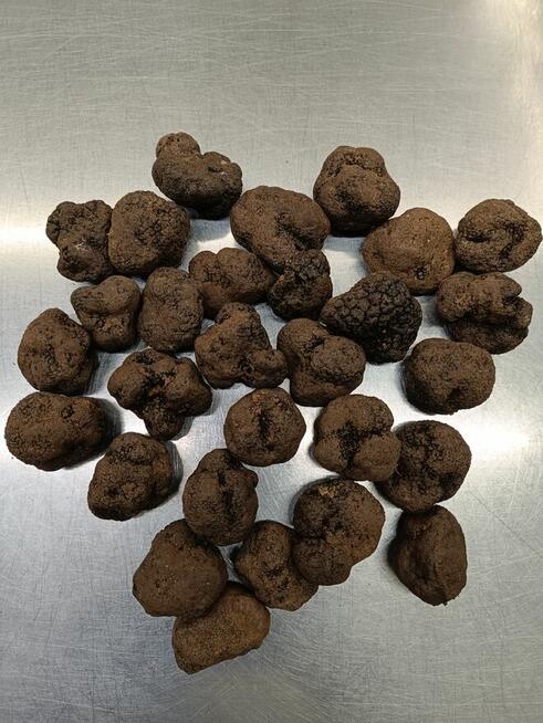 Włoska Trufla Czarna. Letnia odmiana. Okazja.