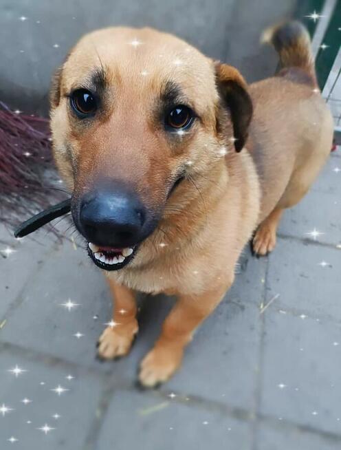 Proludzki Młodziak kochający ludzi poleca się do adopcji