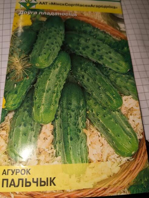 Ogórek rosyjski Palczik Gruziński odporny kolekcjonerskie