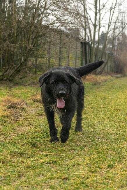 Cudutnj Młodziak kochający ludzi zle znosi schronisko POMOCY