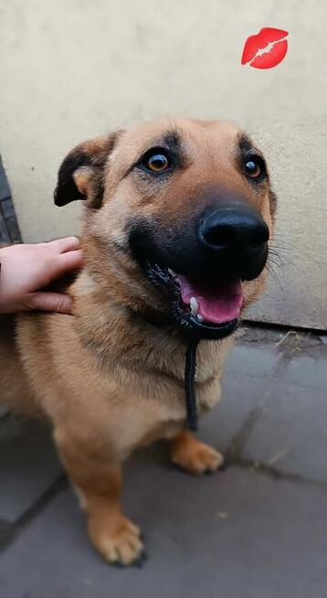 Proludzki Młodziak kochający ludzi poleca się do adopcji