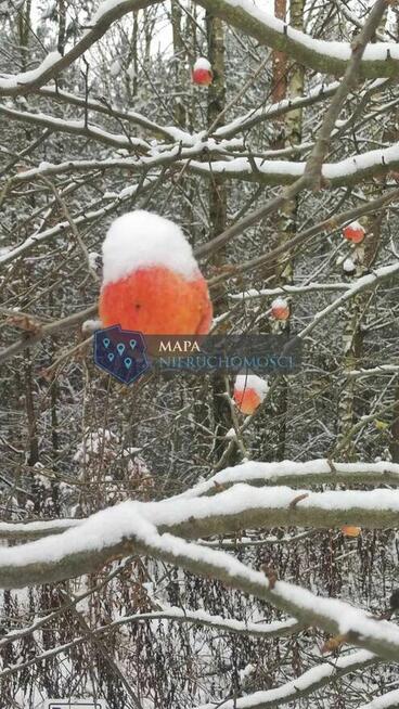 Działka leśna z możliwością zabudowy