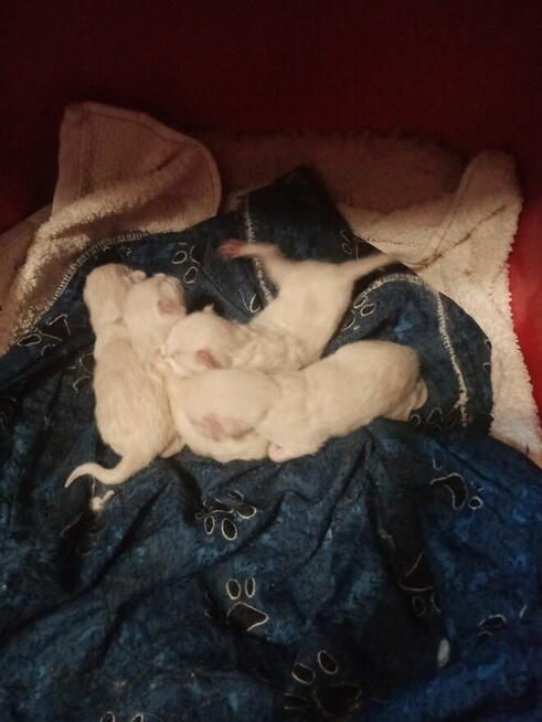 Kocięta Ragdoll Rumia