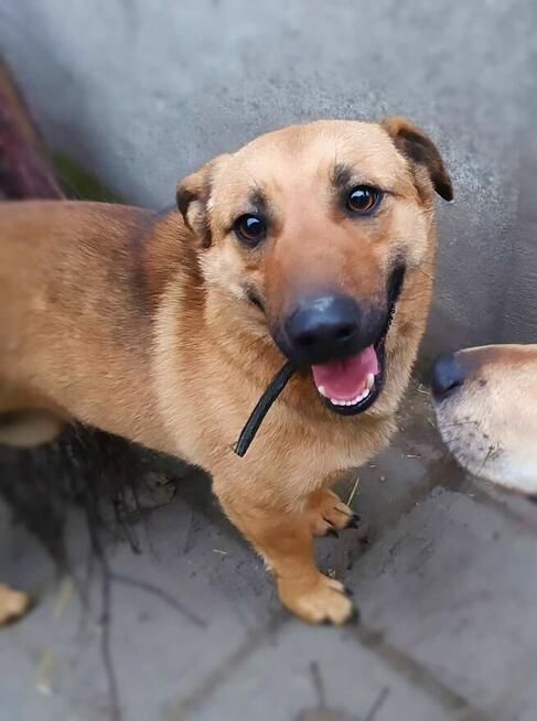 IMBIREK wesoły Młodziak kochający ludzi czeka na domek