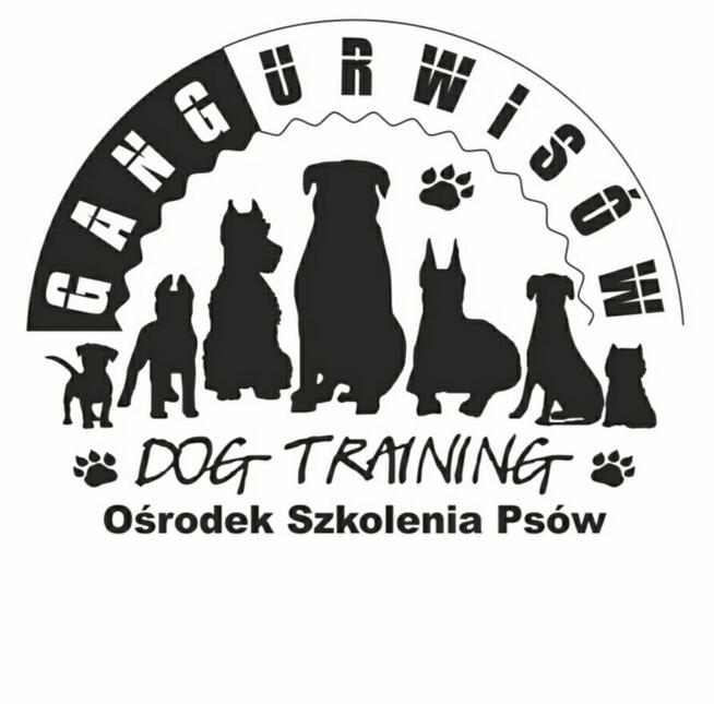 Szkolenie Psów Gdańsk Gang Urwisów