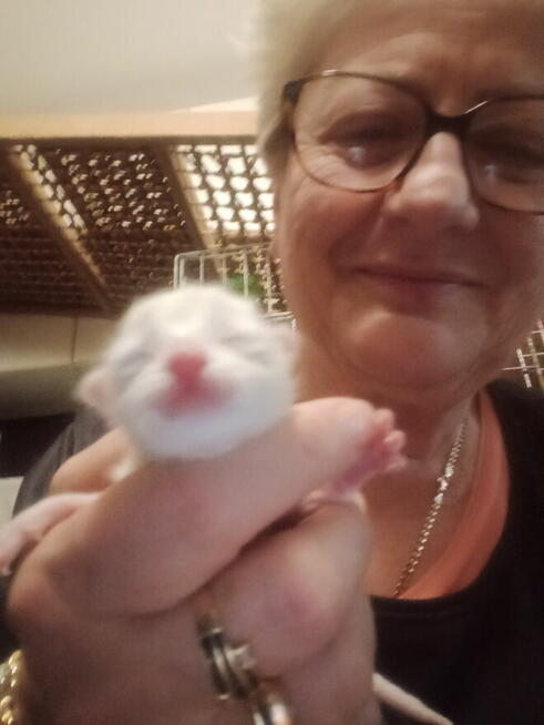 Kocięta Ragdoll Rumia