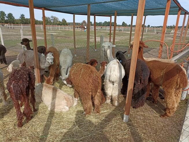 Dom letniskowy działka 1200 m księga wieczysta - właściciel