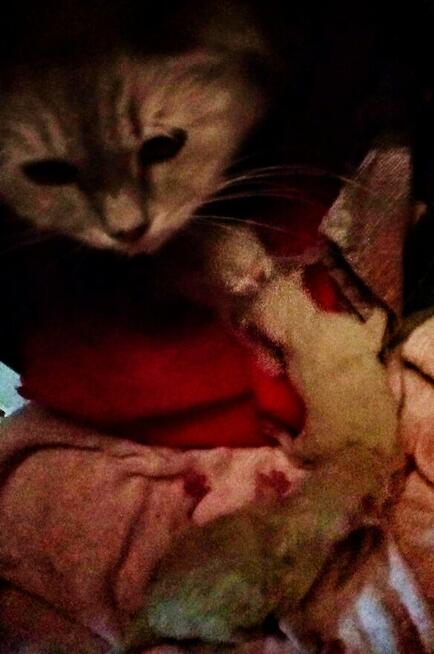 Kocięta Ragdoll Rumia