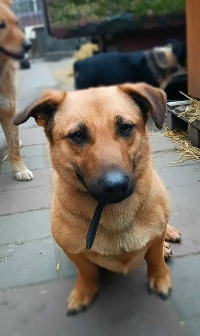 Proludzki Młodziak kochający ludzi poleca się do adopcji