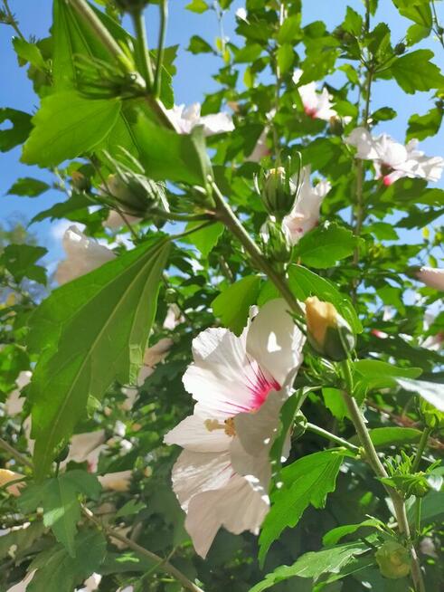Hibiskus, hortensja, trzmielina i inne rośliny