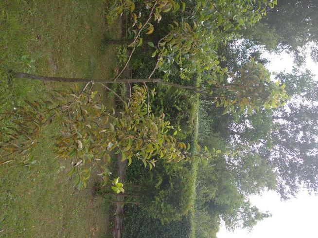 Sprzedam prawa wieczyste dzierżawy ROD