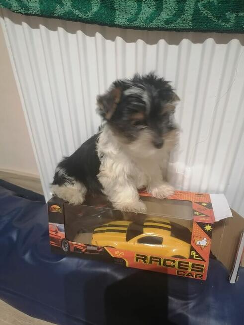 Ostatni Piękny YORK biewer miniaturka