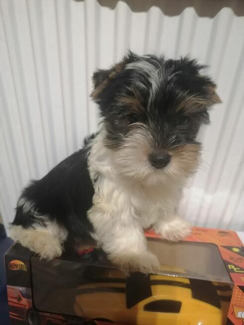 Ostatni Piękny YORK biewer miniaturka