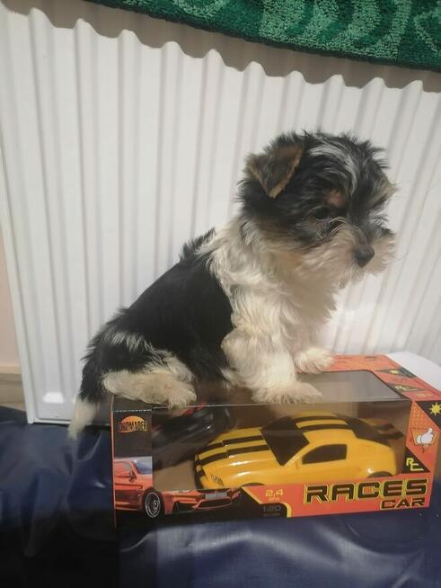 Ostatni Piękny YORK biewer miniaturka