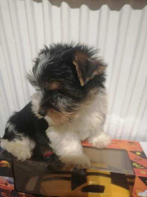 Ostatni Piękny YORK biewer miniaturka