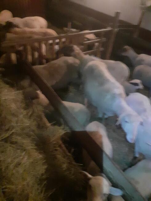 Sprzedam owcę z jagnięciem