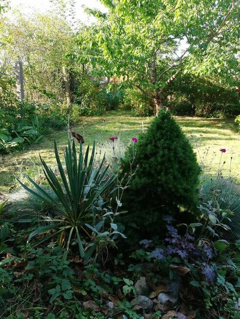 Działka ROD w Elblągu