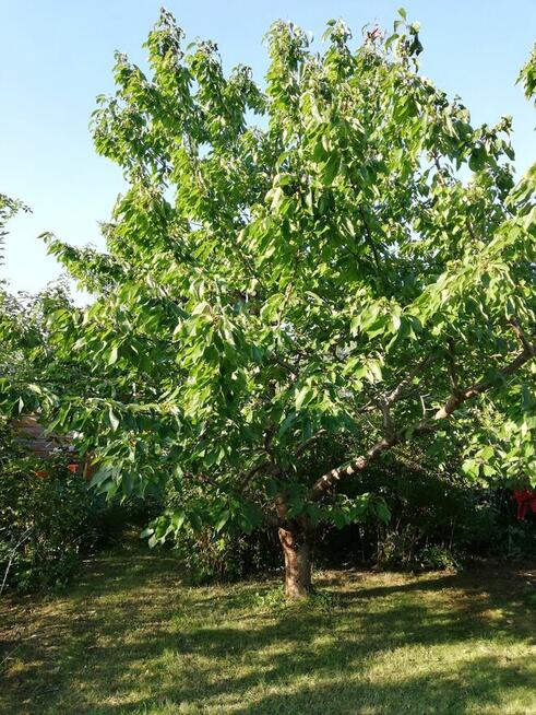 Działka ROD w Elblągu