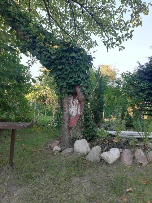 Działka ROD w Elblągu