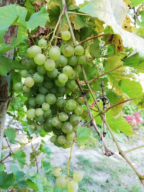 Działka ROD w Elblągu