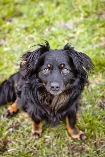 Mały kudłaty piesek czeka na wymarzony dom-adoptuj