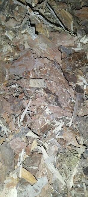 kora z drewna sosnowego