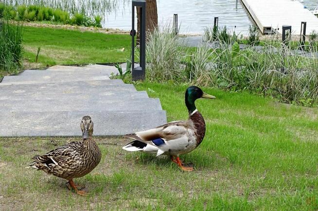 Lokal użytkowy Augustów