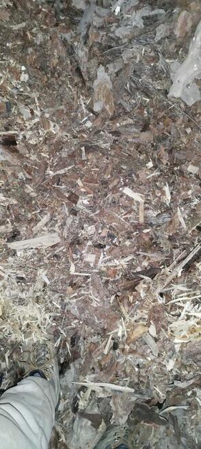 kora z drewna sosnowego