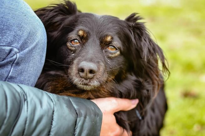 Mały kudłaty piesek czeka na wymarzony dom-adoptuj
