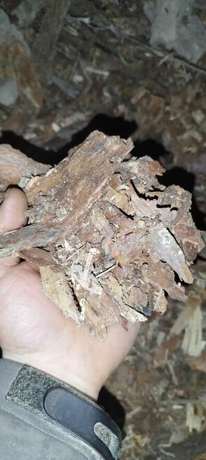 kora z drewna sosnowego