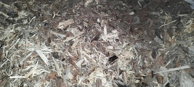 kora z drewna sosnowego