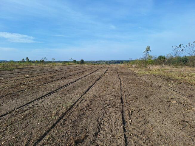 Wycinka drzew Mulczowanienie wgłębne i powierzchniowe