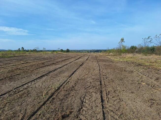 Wycinka drzew Mulczowanienie wgłębne i powierzchniowe