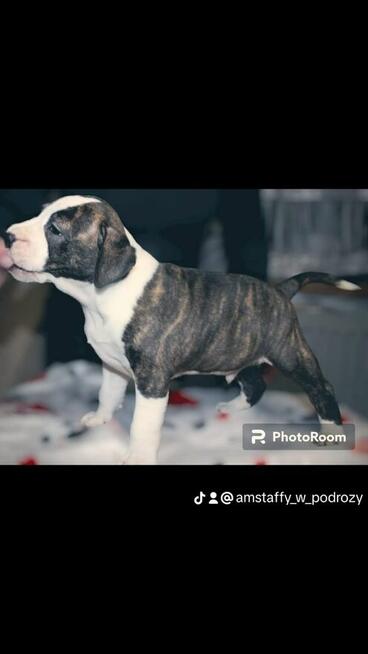 Amstaff / Amstaf / American Staffordshiere Terrier