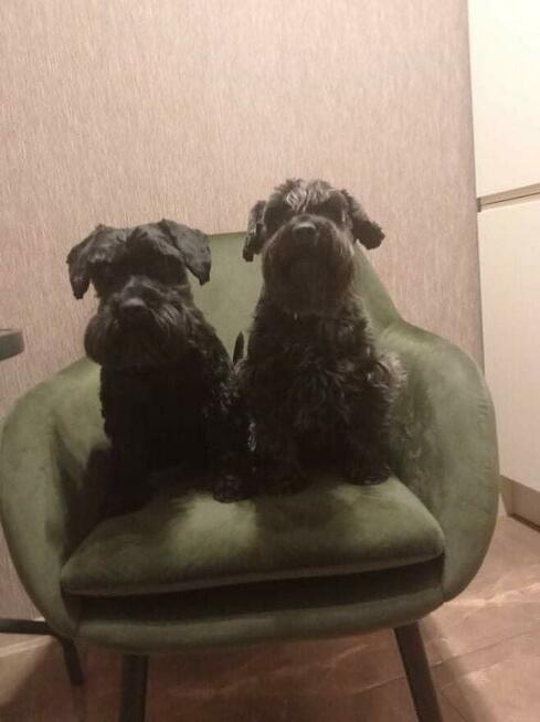 Hotel dla małych psów