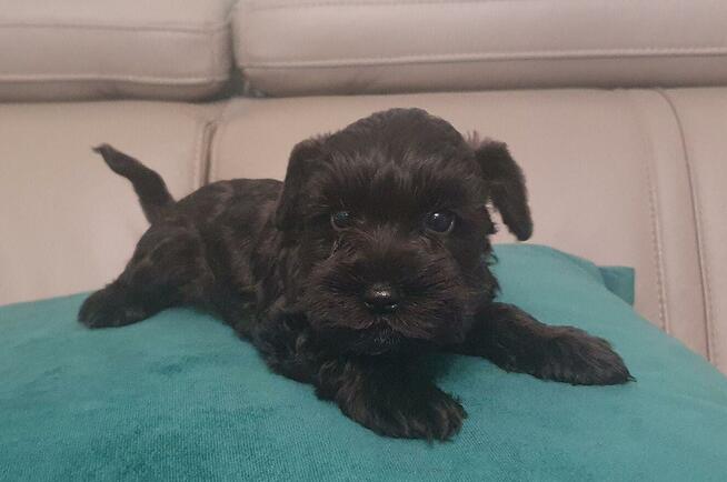 Hotel dla małych psów