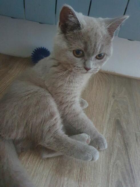 Hotel dla małych psów