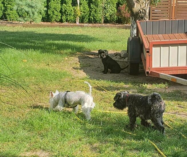 Hotel dla małych psów