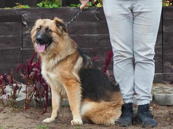 Wesoły energiczny Młodziak kochający ludzi BŁAGA o domek
