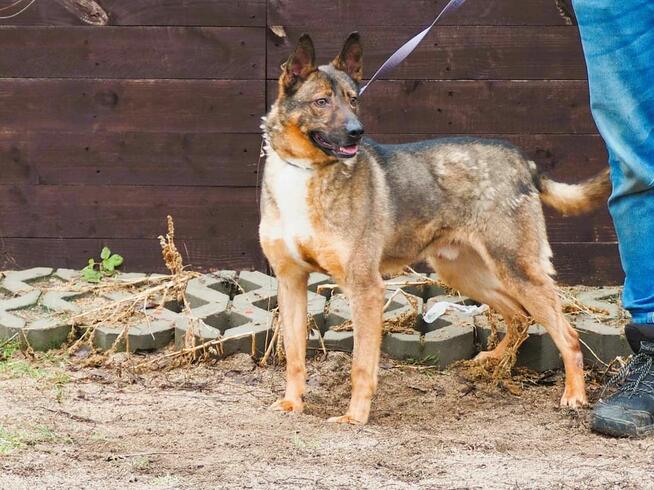 Cudowny energiczny psiak kochający ludzi i życie BŁAGA o dom