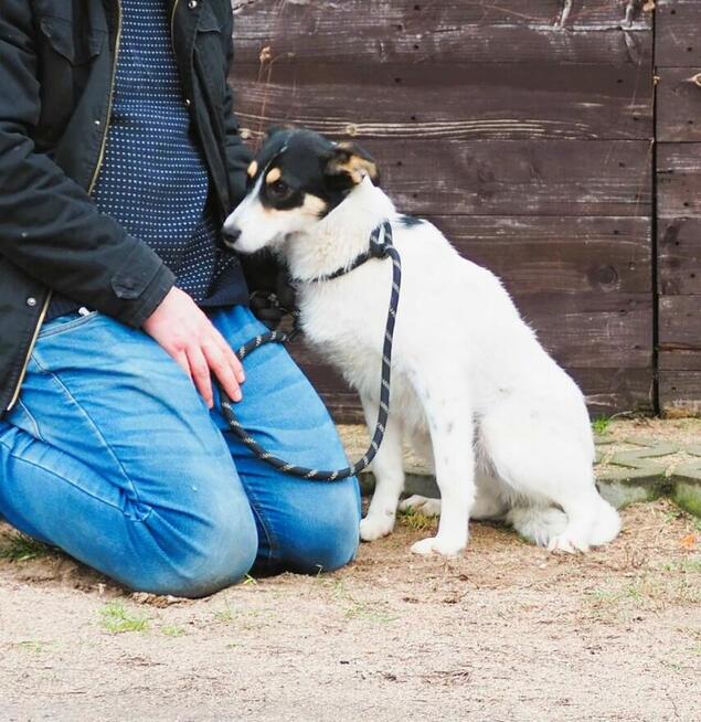 Młody cudowna sunia kochająca ludzi nad życie BŁAGA o dom