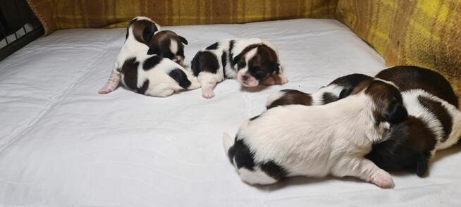 Szczenię shih-tzu szczenięta planujemy na rok 2025