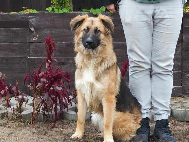 Wesoły energiczny Młodziak kochający ludzi BŁAGA o domek